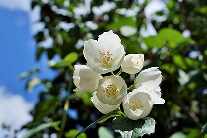 2022年全年阳历黄道吉日整理