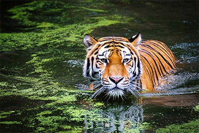 2022年是无春年结婚好吗？什么生肖不适合2022结婚？