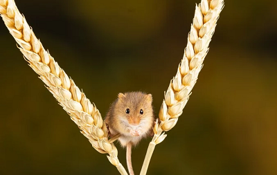 2022年属鼠的人可以结婚吗？属鼠2022虎年要防小人吗？