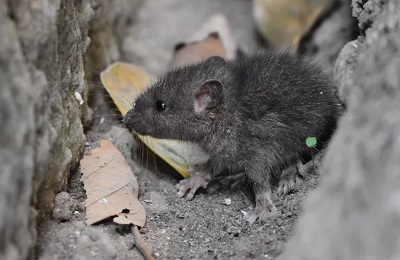 2022年生肖鼠吉祥物，属鼠的人佩戴什么好转运保平安？