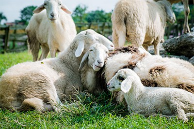 属羊和属蛇的人适合2022年结婚？属羊女适合和什么生肖婚配？