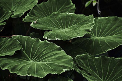 2022年秋季有哪些是黄历好日子？黄道吉日的推算方法