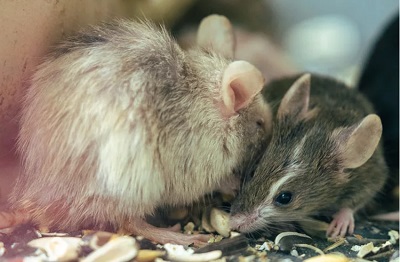 2022年农历八月适合属鼠人的开业好日子