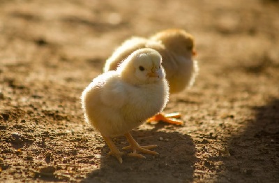 我属鸡老公属猴2022年生属虎宝宝好不好？