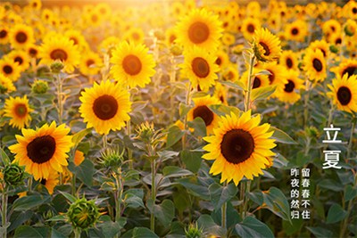 2022年立夏是几月几号几点几分？立夏节气七绝诗句