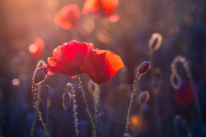 属猪射手座2022年运势