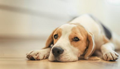 94年属狗的2022年的感情运势如何？属狗的人最佳婚配属相