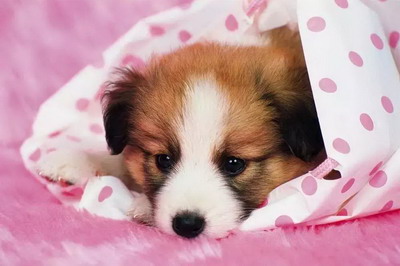 属狗人和属兔人2022年结婚会怎么样？婚配相合吗？