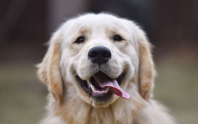 2022年属狗人适合领证吗？生肖狗的婚配禁忌