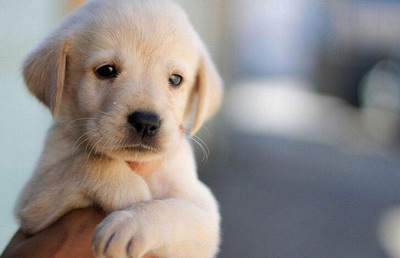 我属狗老公属鸡2022年壬寅虎年生一个虎宝宝可以吗？