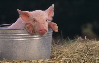 生肖猪与生肖羊在2022年结婚婚姻能美满吗？