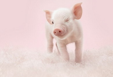 属猪女和属猴男可以要一个生肖属虎的孩子吗2022年？