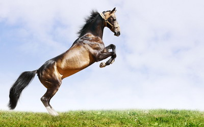 属马人2022虎年上半年适合搬家的吉日