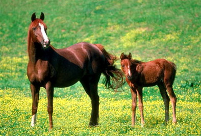 2022年属马男和属蛇女适合要一个属虎的孩子吗？