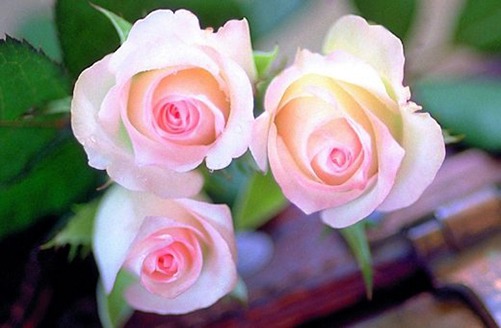 2022年4月属鼠人吉利订婚日子 哪几日提亲最吉利