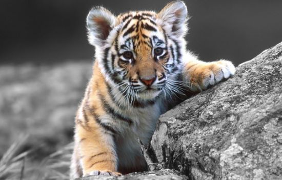 老公属羊我属龙2022虎年生孩子好不好？孩子的运势如何？