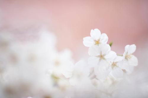 2022年春季的农历剖腹产吉日是什么时候，有几天？