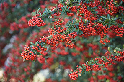 2022年秋季有几天适合剖腹产？哪天是剖腹产的阳历吉日？