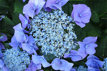 2022年年底的凶日阳历日期，一共有几天破日凶日？