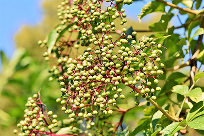 2022年农历八月生肖羊适合开张开业吗？开业典礼的流程是什么？