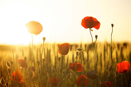 2022年是藏历多少年？什么是藏历？是哪个名族的节日？