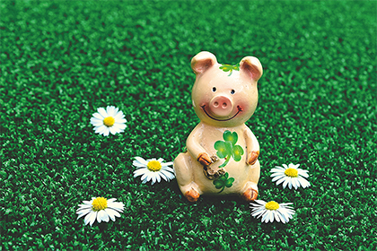 属牛的人2022年可以养宠物狗吗，什么生肖适合养狗？