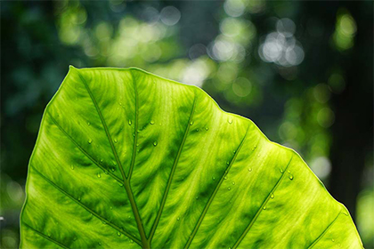 2022年7月的黄道吉日大全，什么是黄道？