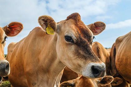 2022年属蛇的人可以养宠物吗，养猫好还是养狗好？