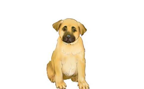 属狗和属猪的配对