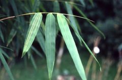 五招家居小风水，让孩子学业有成