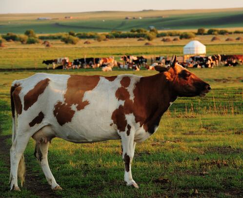 牛年出生的孩子在2018年哪几个月中学习成绩好