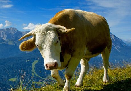 属牛人2017年10月运势预知