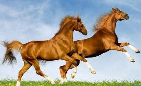 2018年生肖马什么运势最好