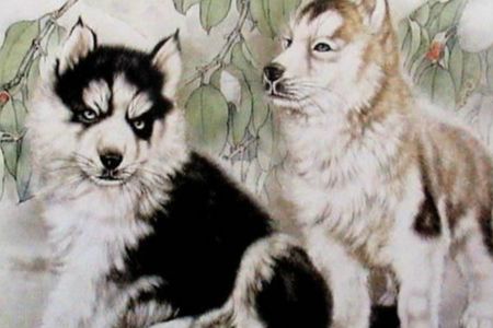 属狗的人如何在2018年中化解值太岁