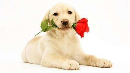 2018年狗宝宝旺父母月是哪月