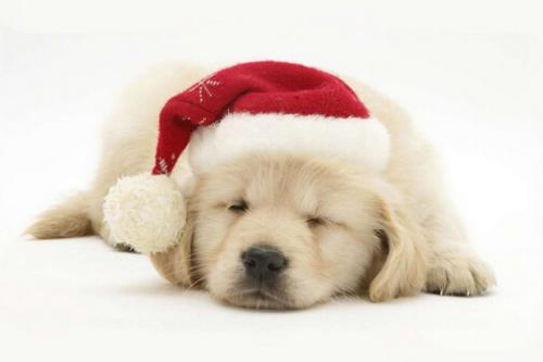 生肖狗2017年10月运势分析