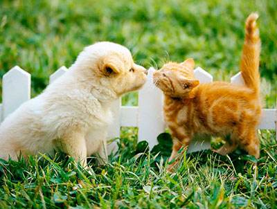 梦见狗和猫打架