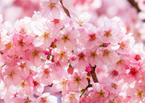 生性多情，命里桃花多，极度花心的生肖！