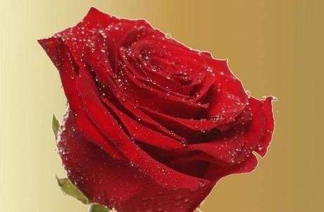 喜鹊报喜！这4大生肖女，新的一年里，越来越有钱，成为阔太太！