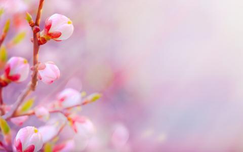 2018年会走桃花运的生肖