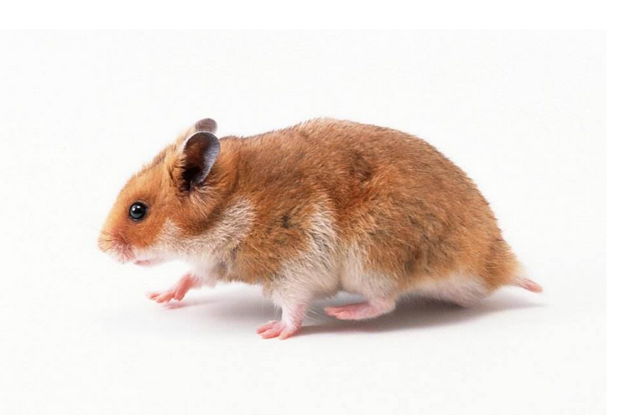 梦见老鼠逃跑　周公解梦之梦到老鼠逃跑