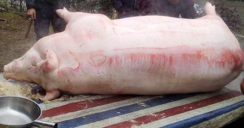 梦见杀猪见血　周公解梦之梦到杀猪见血