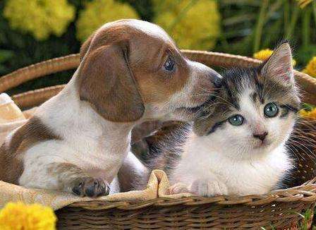 梦见猫和狗　周公解梦之梦到猫和狗