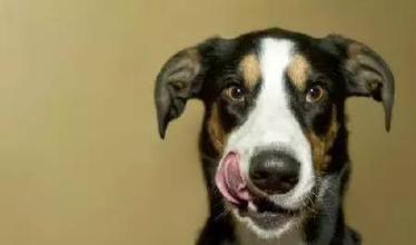 梦见狗吃屎　周公解梦之梦到狗吃屎