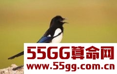 正月喜鹊登门，这3个生肖接福接好运，机不可失，失不再来！