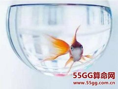 家中摆放鱼缸需要注意什么？挑选鱼缸很重要