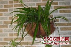 风水学告诉你主卧放吊兰好不好