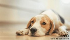 1958年属狗的人2020年运势