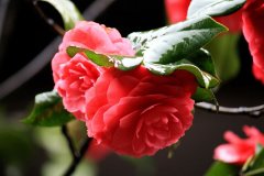 梦见山茶花周公解梦，梦见山茶花是什么意思？