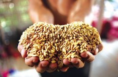 世界粮食日是什么节？  世界粮食日是哪天？世界粮食日的来历